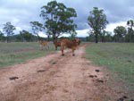 Cattle
