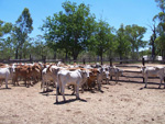 Cattle in Yards