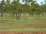 Pasture